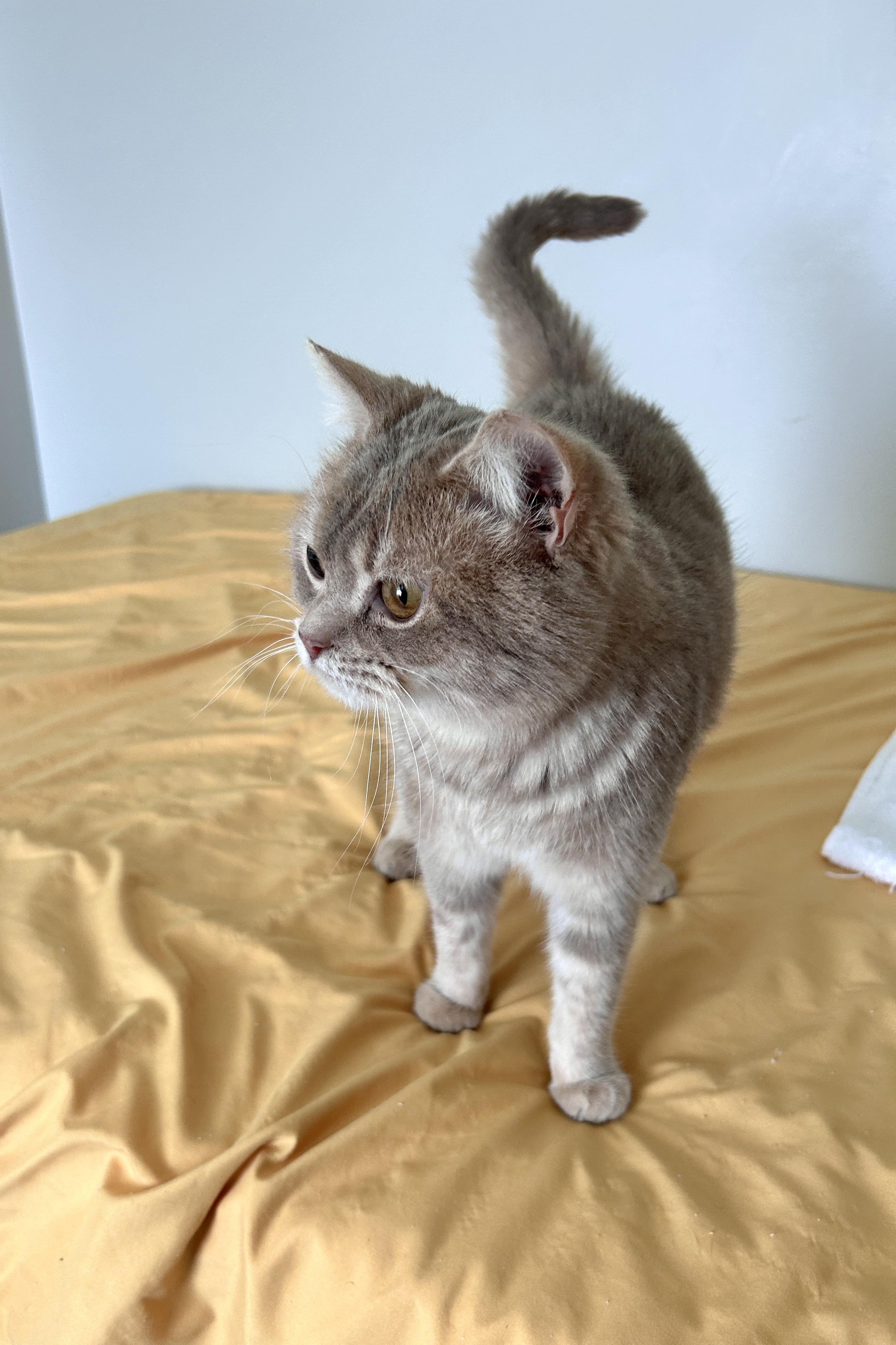 Enlarge Brownie (looking for foster home), an adopted British Shorthair in Lancaster, PA image 4/4