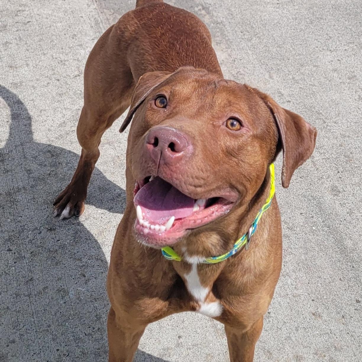 Enlarge Crush! Handsome Young Boy!, a Adoptable mixed breed in Meriden, CT image 2/6