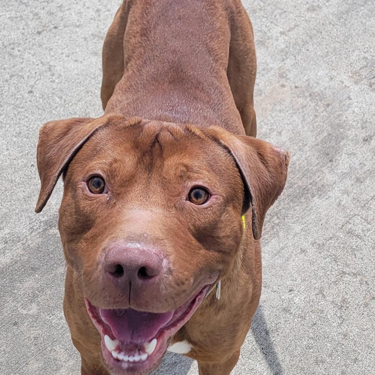 Enlarge Crush! Handsome Young Boy!, a Adoptable mixed breed in Meriden, CT image 5/6