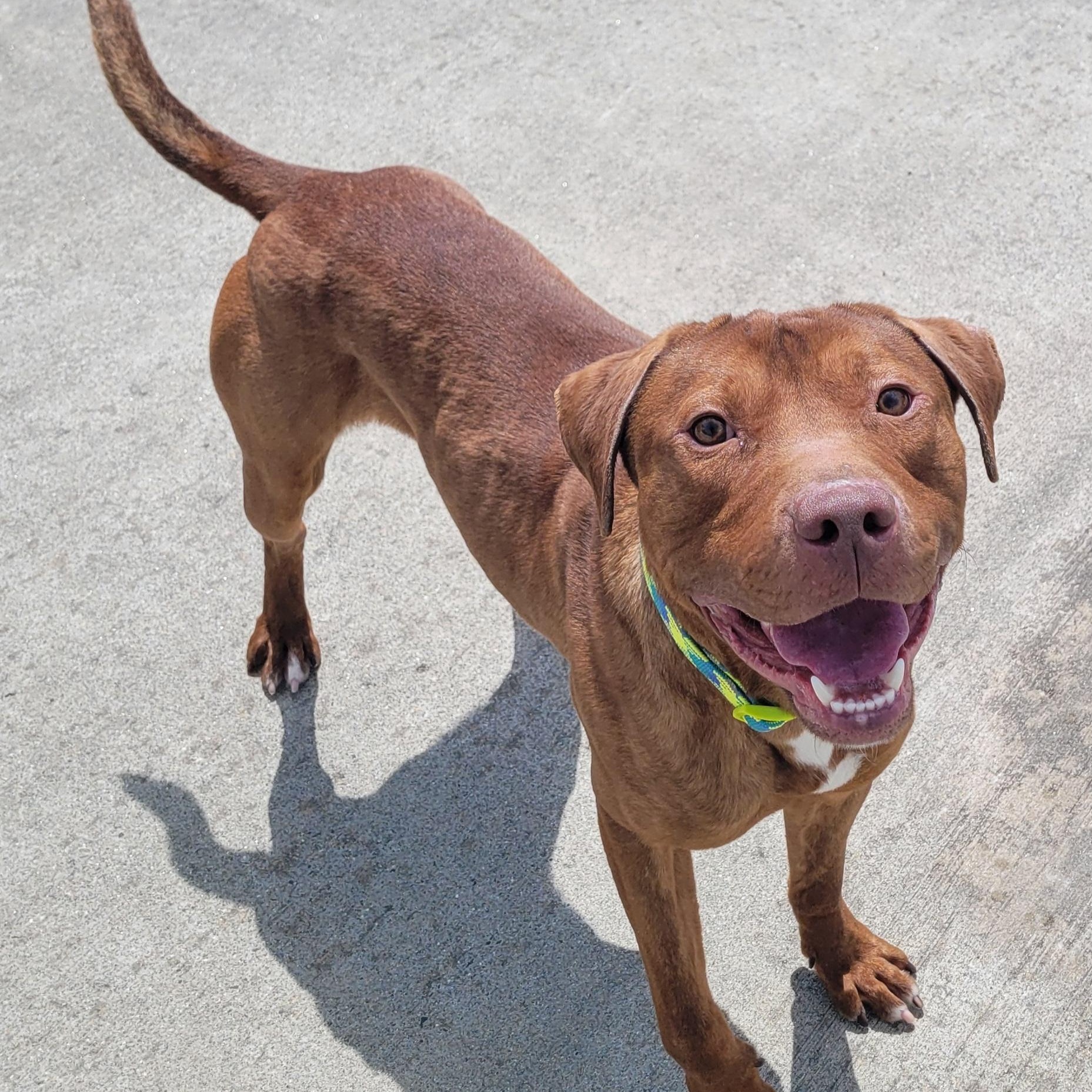 Enlarge Crush! Handsome Young Boy!, a Adoptable mixed breed in Meriden, CT image 4/6