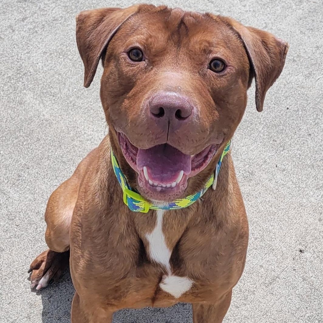 Crush! Handsome Young Boy!, Adoptable, Young Male Pit Bull Terrier & Terrier.