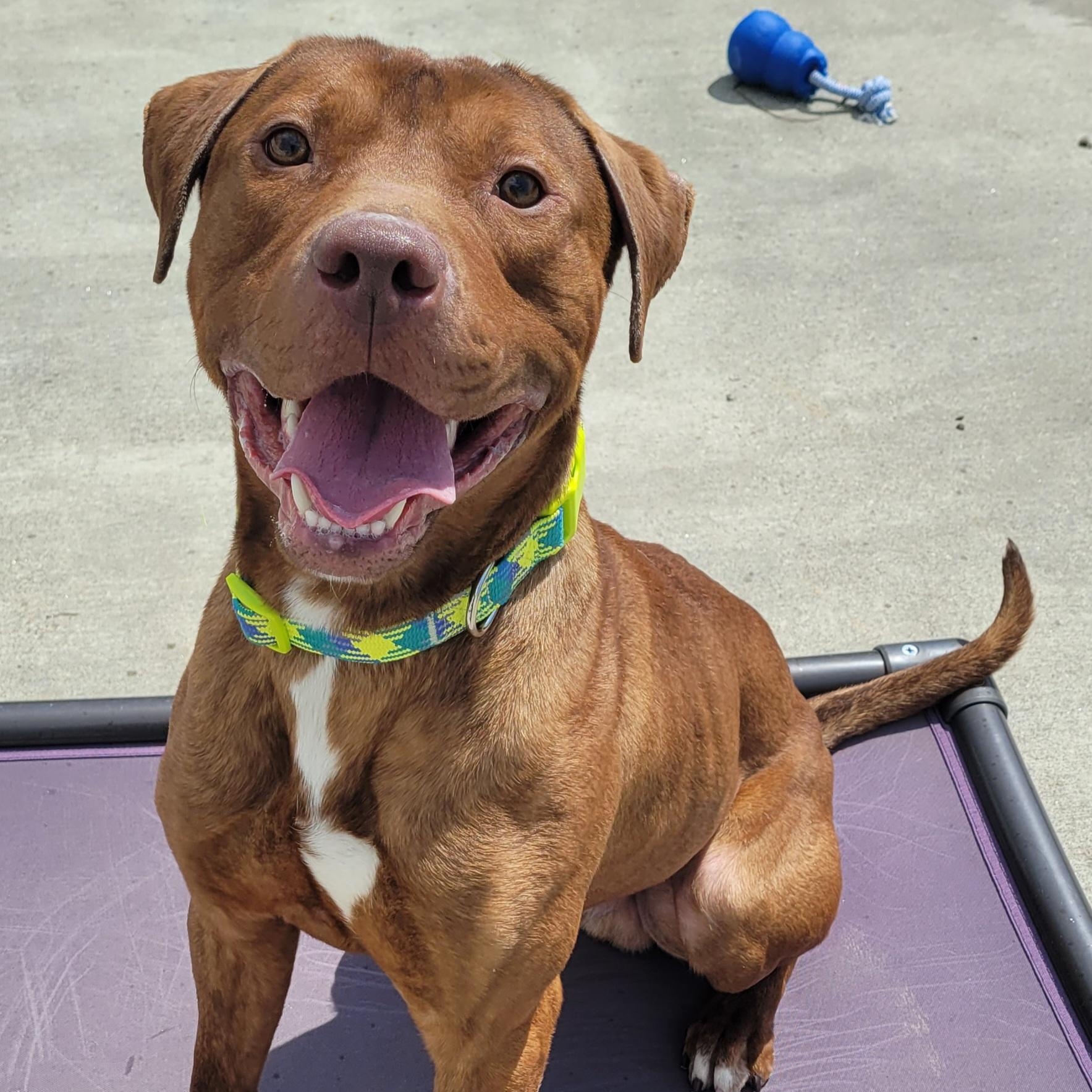 Enlarge Crush! Handsome Young Boy!, a Adoptable mixed breed in Meriden, CT image 3/6