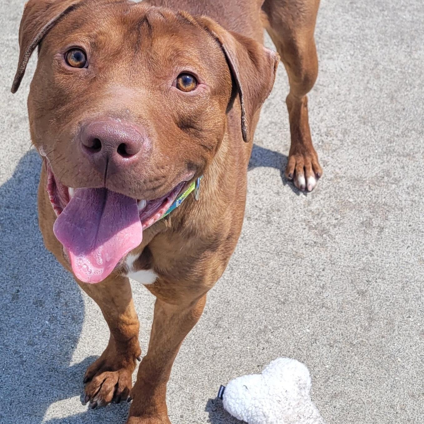 Enlarge Crush! Handsome Young Boy!, a Adoptable mixed breed in Meriden, CT image 6/6