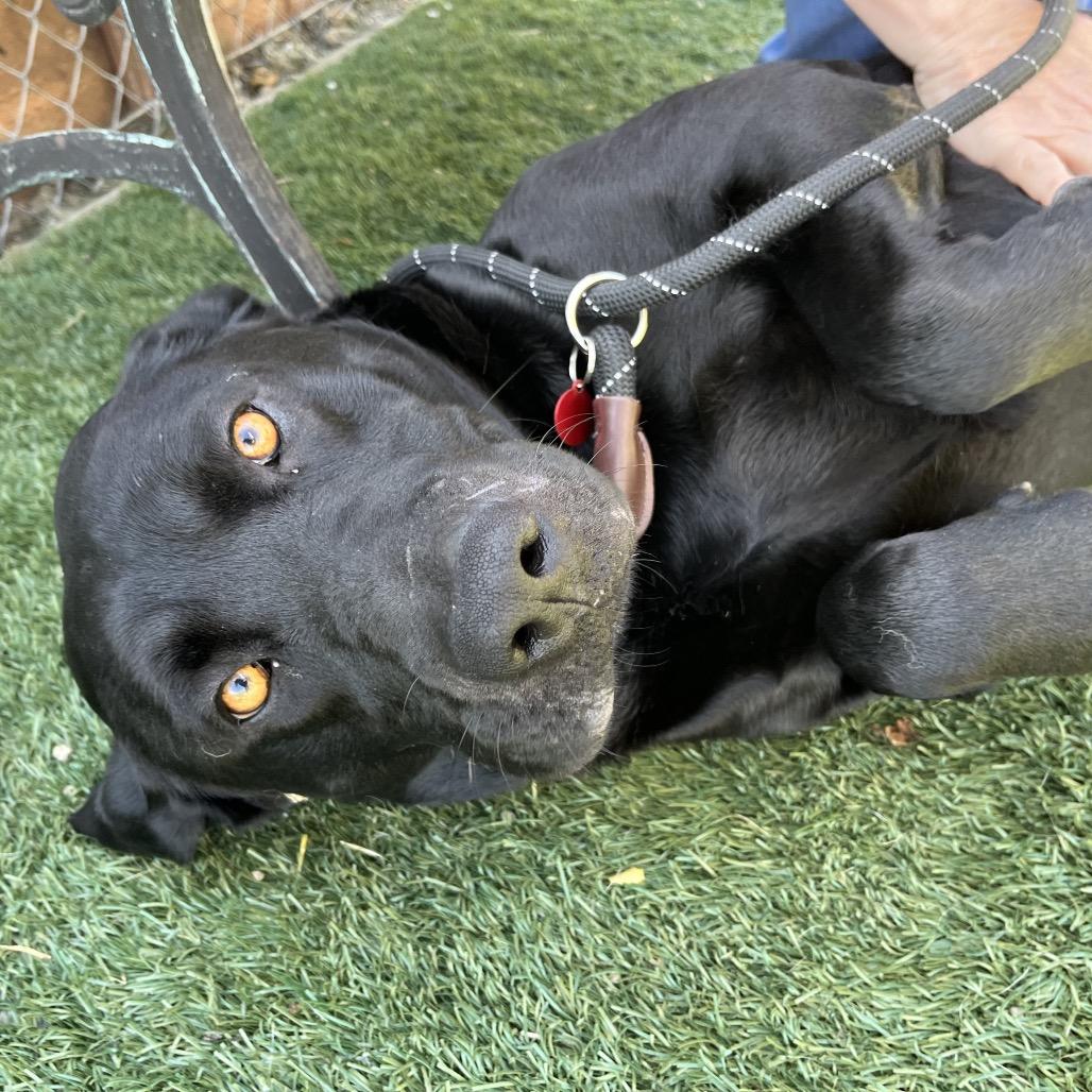 Gator, Adoptable, Adult Male Black Labrador Retriever.