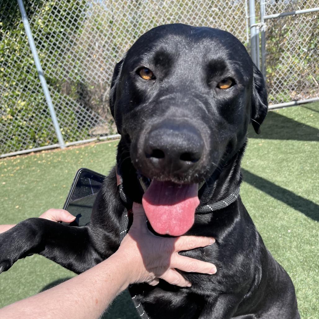 Enlarge Gator, a Adoptable Black Labrador Retriever in Pacific Grove, CA image 2/5