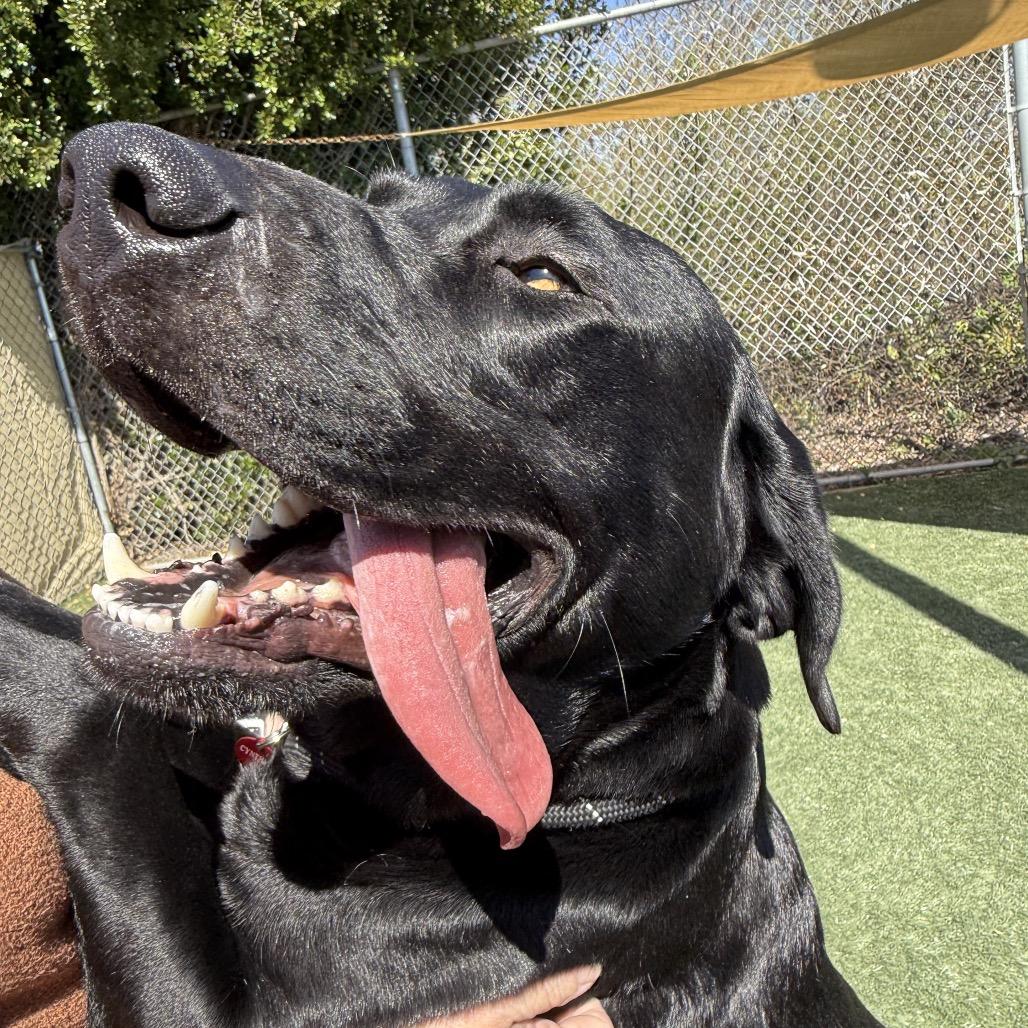 Enlarge Gator, a Adoptable Black Labrador Retriever in Pacific Grove, CA image 3/5