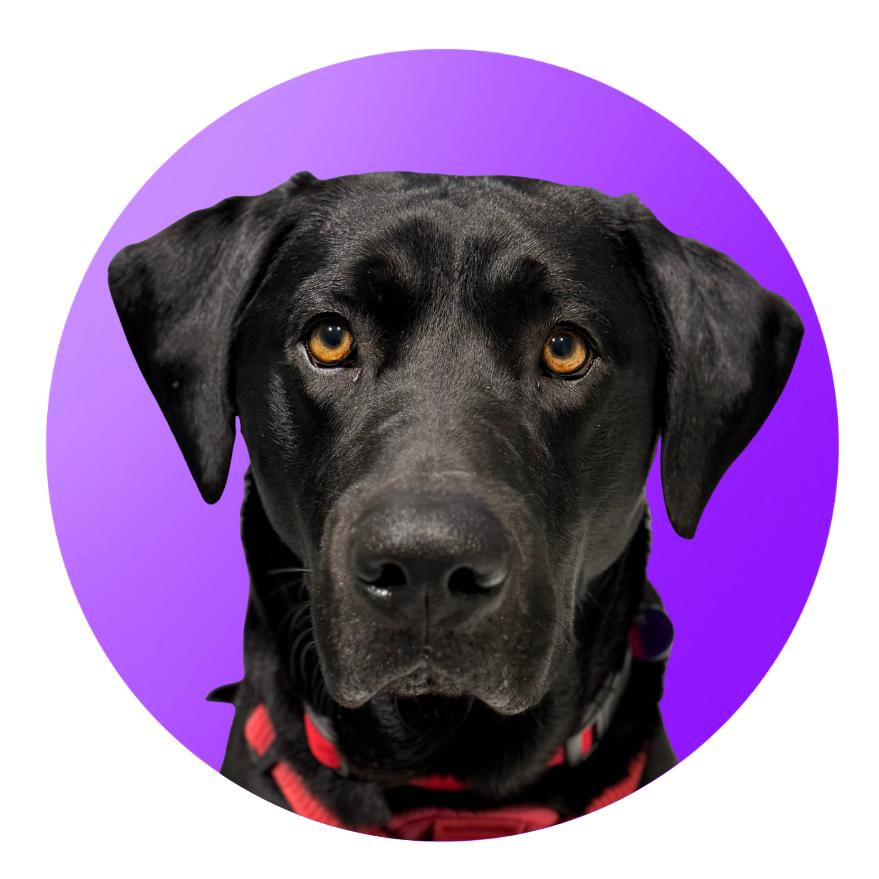 Enlarge Gator, a Adoptable Black Labrador Retriever in Pacific Grove, CA image 4/5