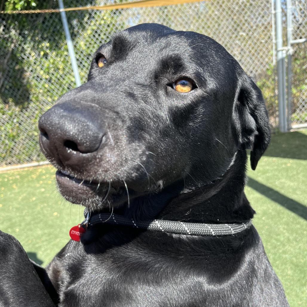 Enlarge Gator, a Adoptable Black Labrador Retriever in Pacific Grove, CA image 5/5