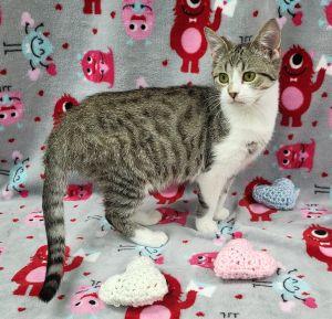 Enlarge Luna, a ADOPTABLE Domestic Short Hair in Bucyrus, OH image 2/3