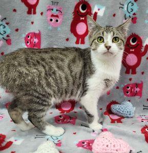Luna, ADOPTABLE, Young Female Domestic Short Hair.