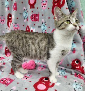 Enlarge Luna, a ADOPTABLE Domestic Short Hair in Bucyrus, OH image 3/3