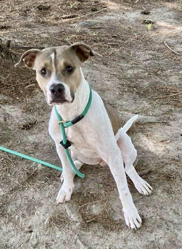 Enlarge Fawn, a Adoptable mixed breed in Springfield, IL image 3/4