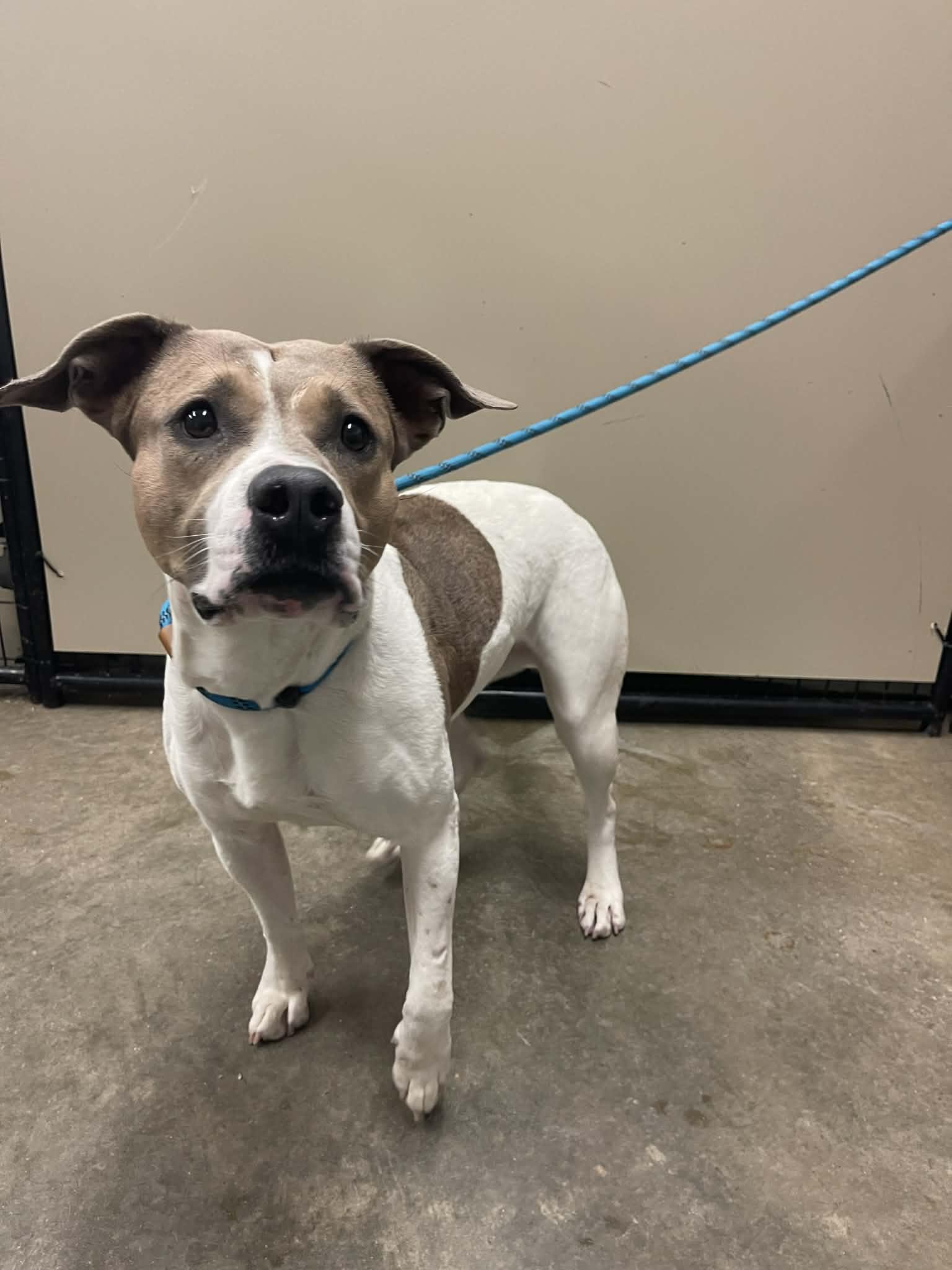 Enlarge Fawn, a Adoptable mixed breed in Springfield, IL image 3/5