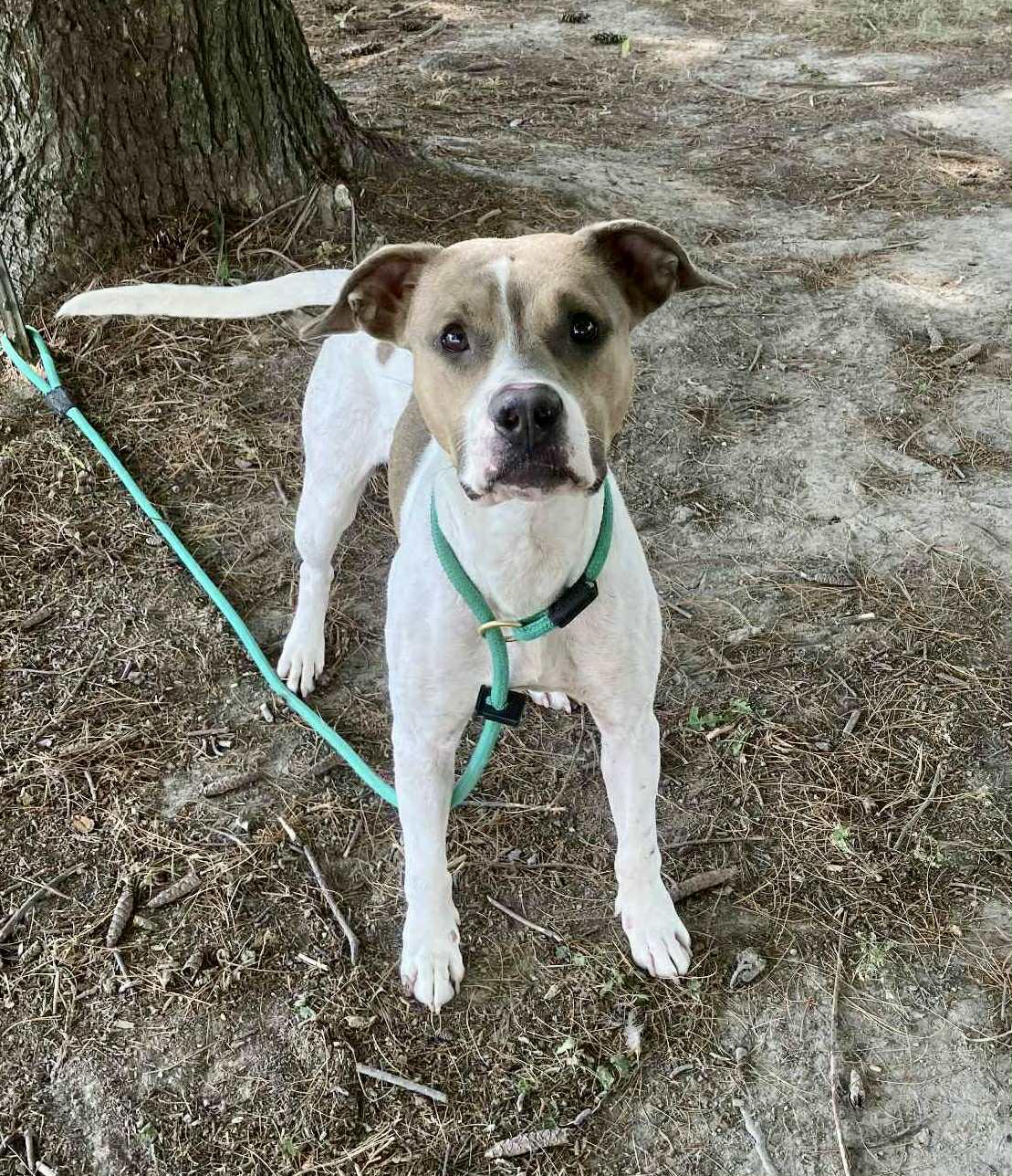 Enlarge Fawn, a Adoptable mixed breed in Springfield, IL image 4/4
