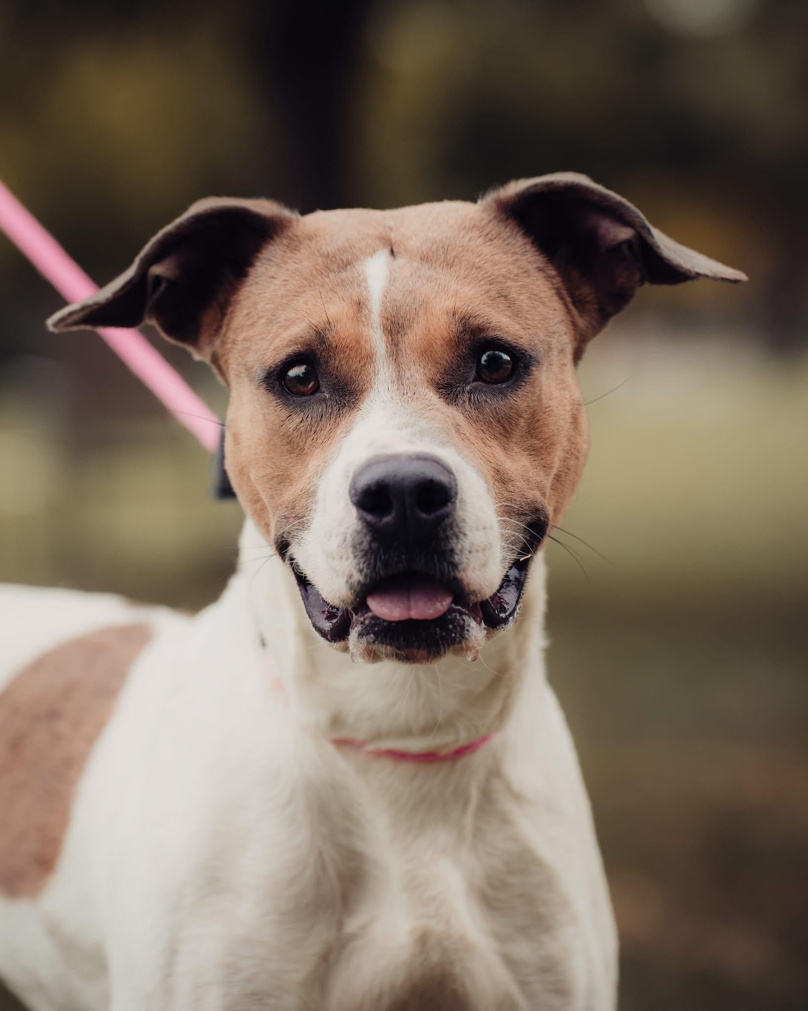 Fawn, Adoptable, Young Female Pit Bull Terrier & Mixed Breed.