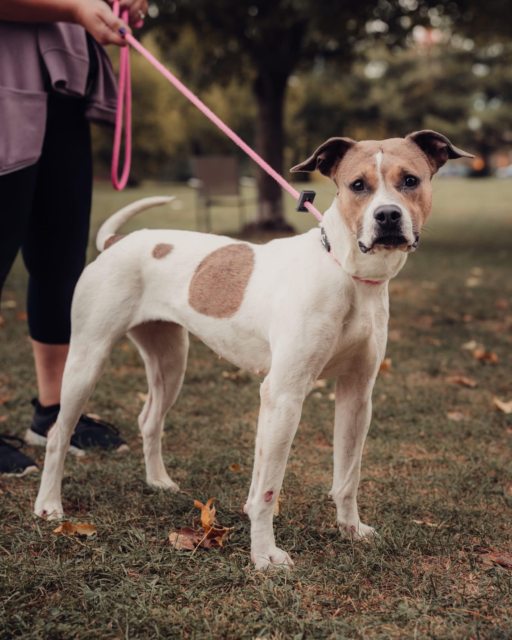Enlarge Fawn, a Adoptable mixed breed in Springfield, IL image 2/4