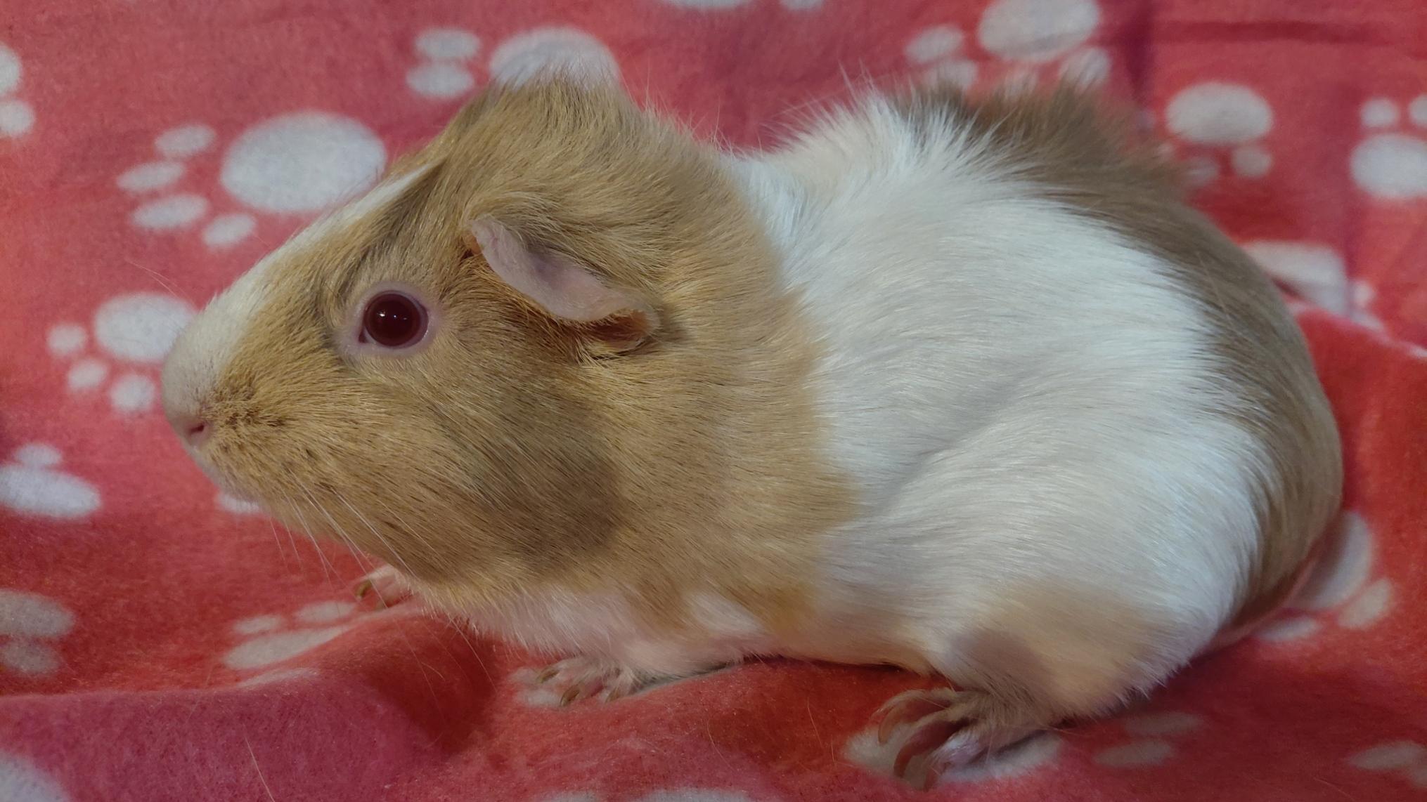 Jasmine, ADOPTABLE, Adult Female Guinea Pig.