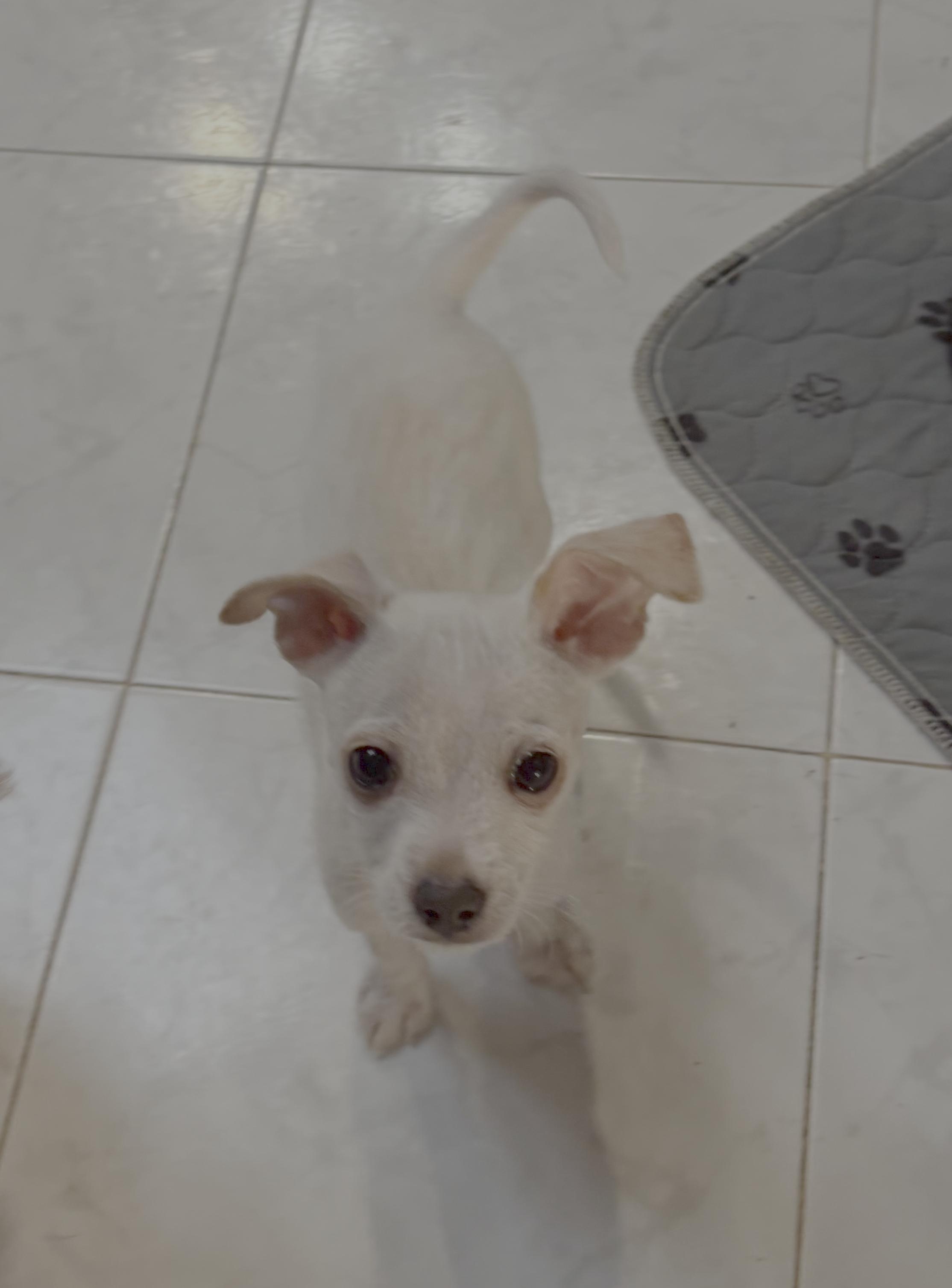 Amiga, ADOPTABLE, Young Female Chihuahua & Cairn Terrier.