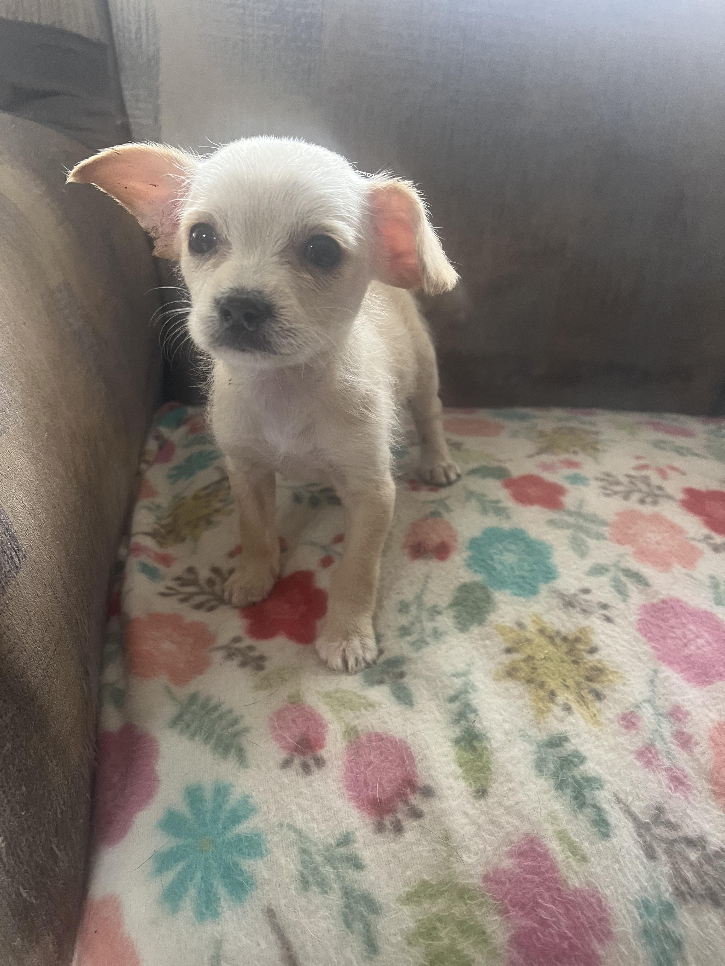 Enlarge Amiga, a ADOPTABLE mixed breed in Carlsbad, CA image 2/3