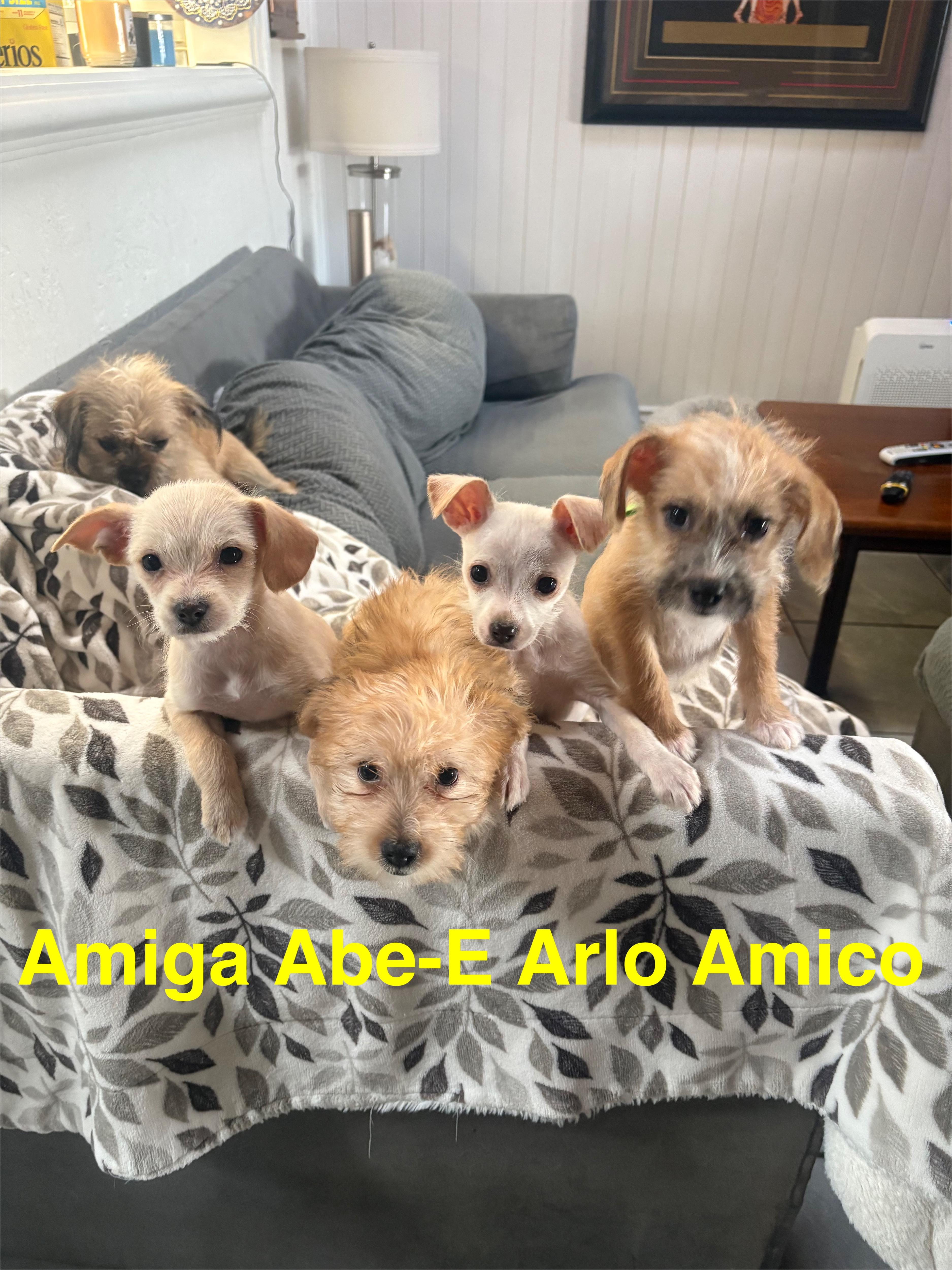 Enlarge Amiga, a ADOPTABLE mixed breed in Carlsbad, CA image 3/3