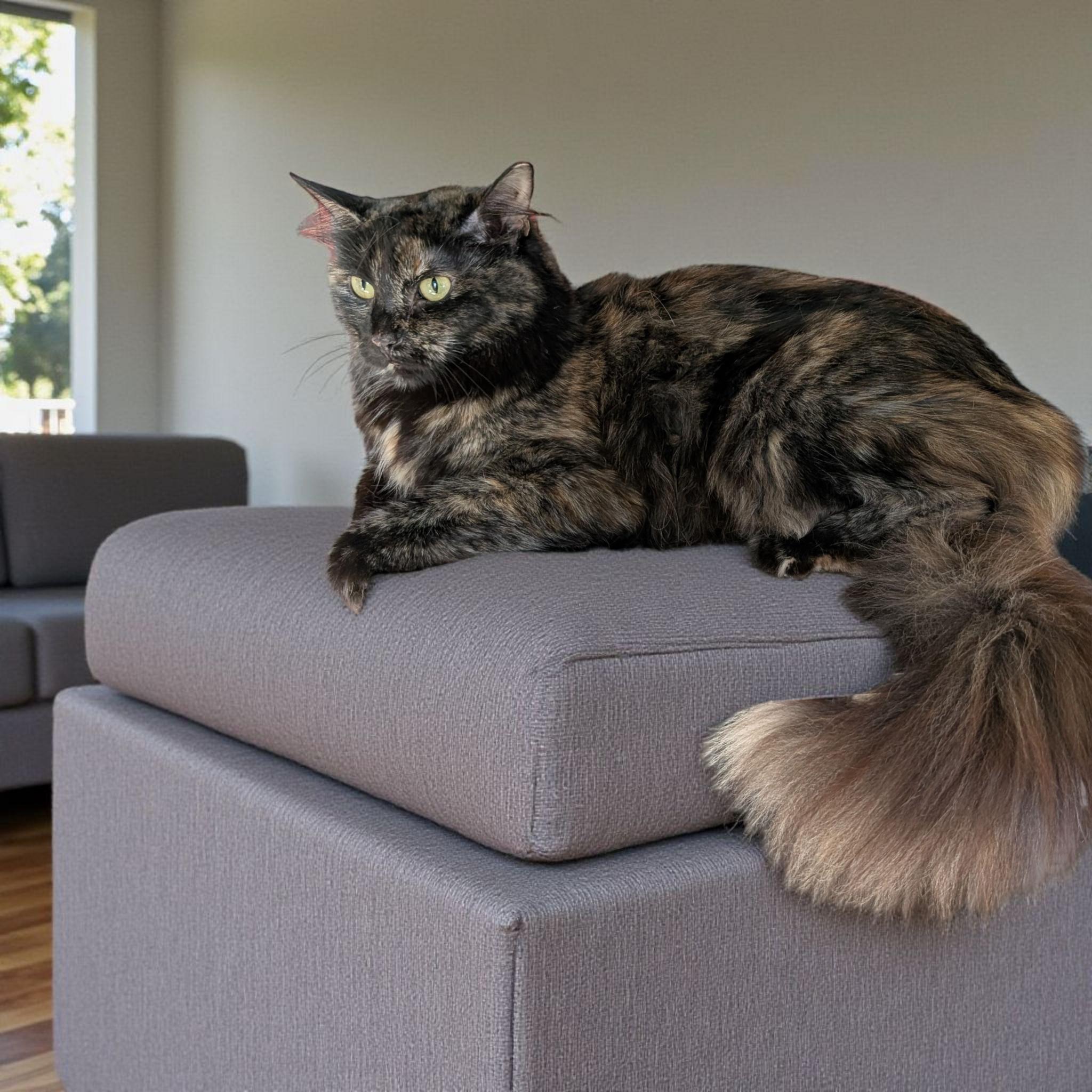 Raven NJ, adopted, Adult Female Tortoiseshell.