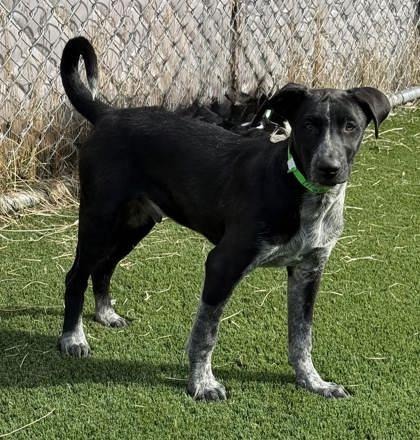 Enlarge Mac, a ADOPTABLE mixed breed in Hamilton, MT image 1/2