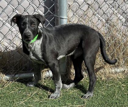 Enlarge Mac, a ADOPTABLE mixed breed in Hamilton, MT image 2/2