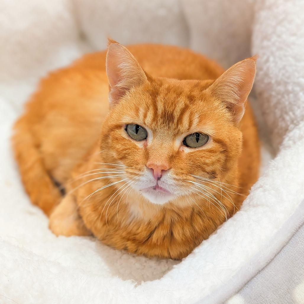 Kirby, Adoptable, Adult Female Domestic Short Hair.