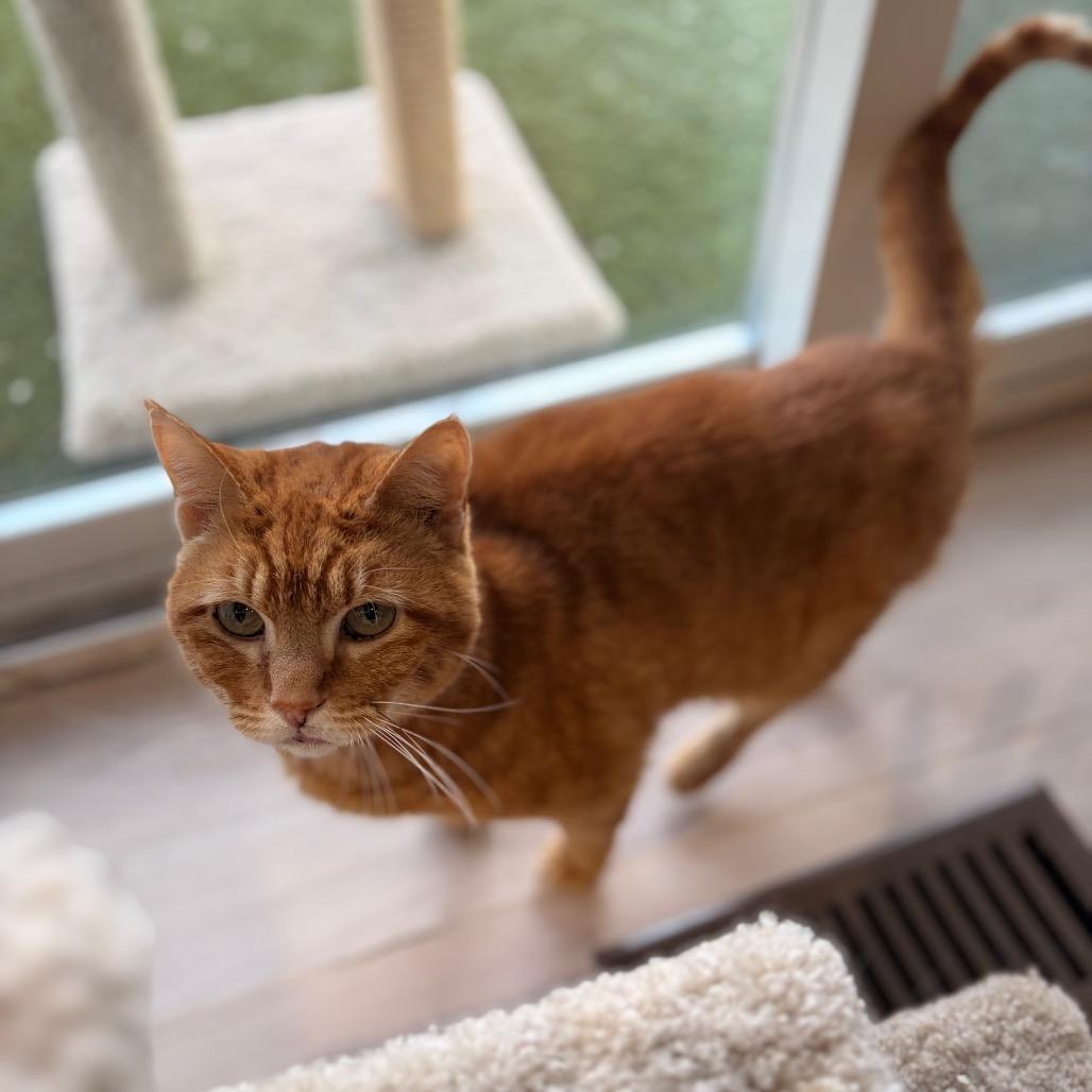 Enlarge Kirby, a Adoptable Domestic Short Hair in Spokane, WA image 2/6