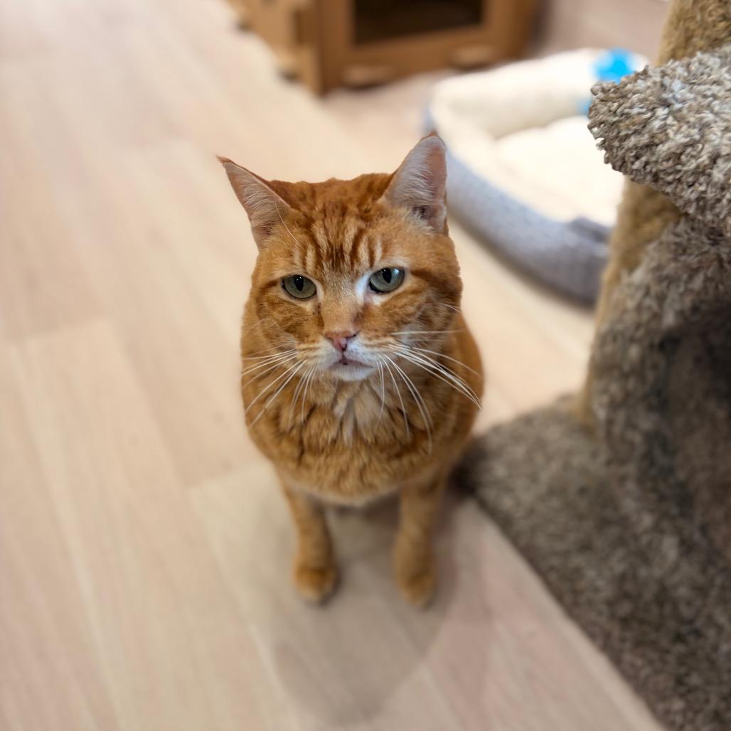 Enlarge Kirby, a Adoptable Domestic Short Hair in Spokane, WA image 3/6