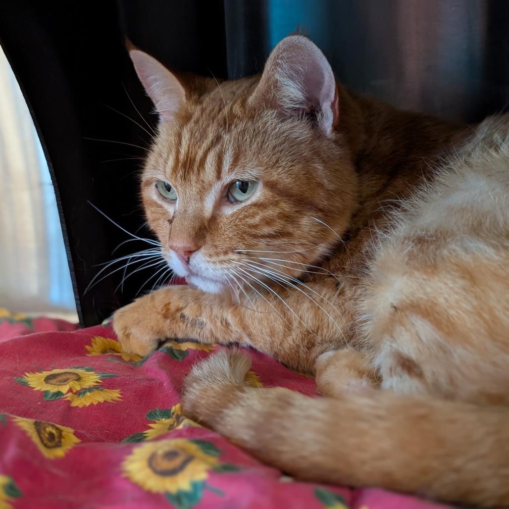 Enlarge Kirby, a Adoptable Domestic Short Hair in Spokane, WA image 4/6