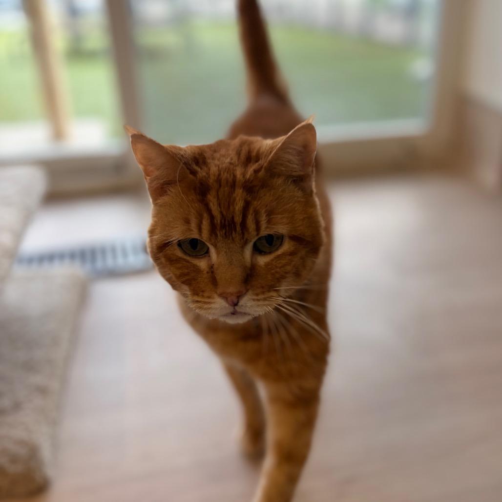 Enlarge Kirby, a Adoptable Domestic Short Hair in Spokane, WA image 5/6