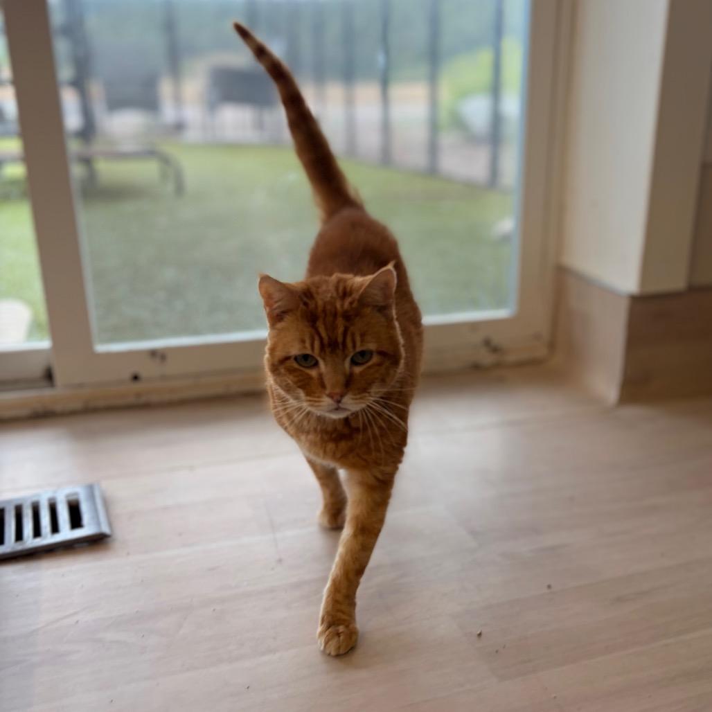 Enlarge Kirby, a Adoptable Domestic Short Hair in Spokane, WA image 6/6