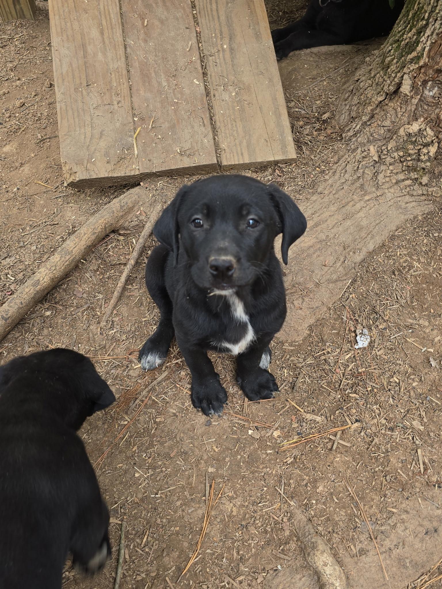 Enlarge Skylar, a Adoptable mixed breed in Kannapolis, NC image 3/3
