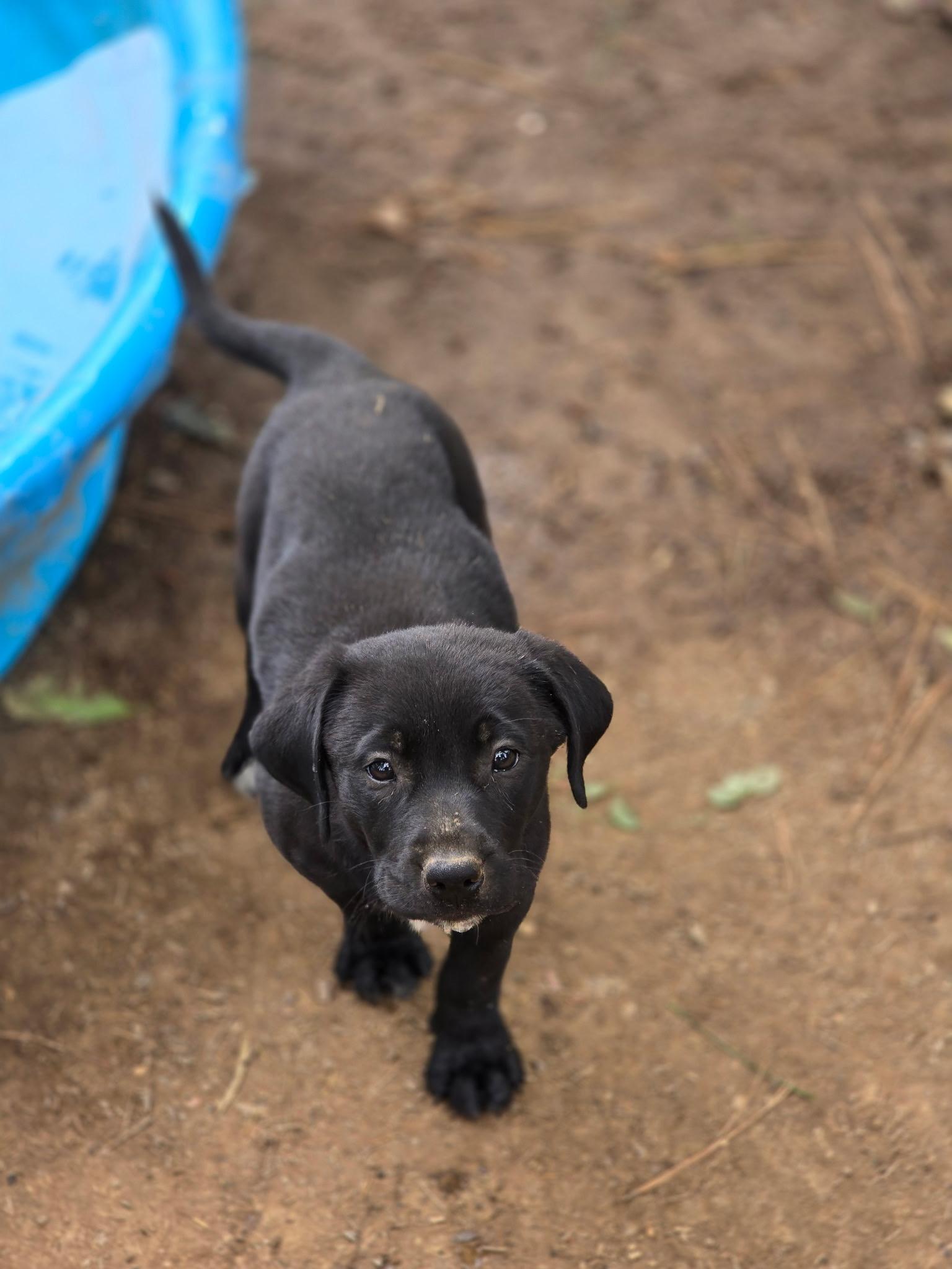 Enlarge Skylar, a Adoptable mixed breed in Kannapolis, NC image 1/3