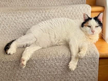 Enlarge Darla, a Adoptable Domestic Short Hair in Chicago, IL image 1/3