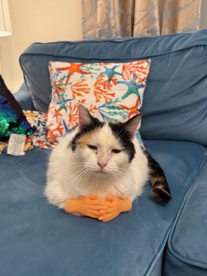 Enlarge Darla, a Adoptable Domestic Short Hair in Chicago, IL image 2/3