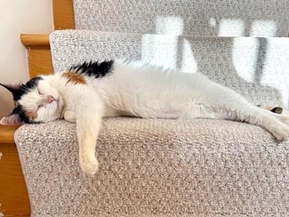 Enlarge Darla, a Adoptable Domestic Short Hair in Chicago, IL image 3/3