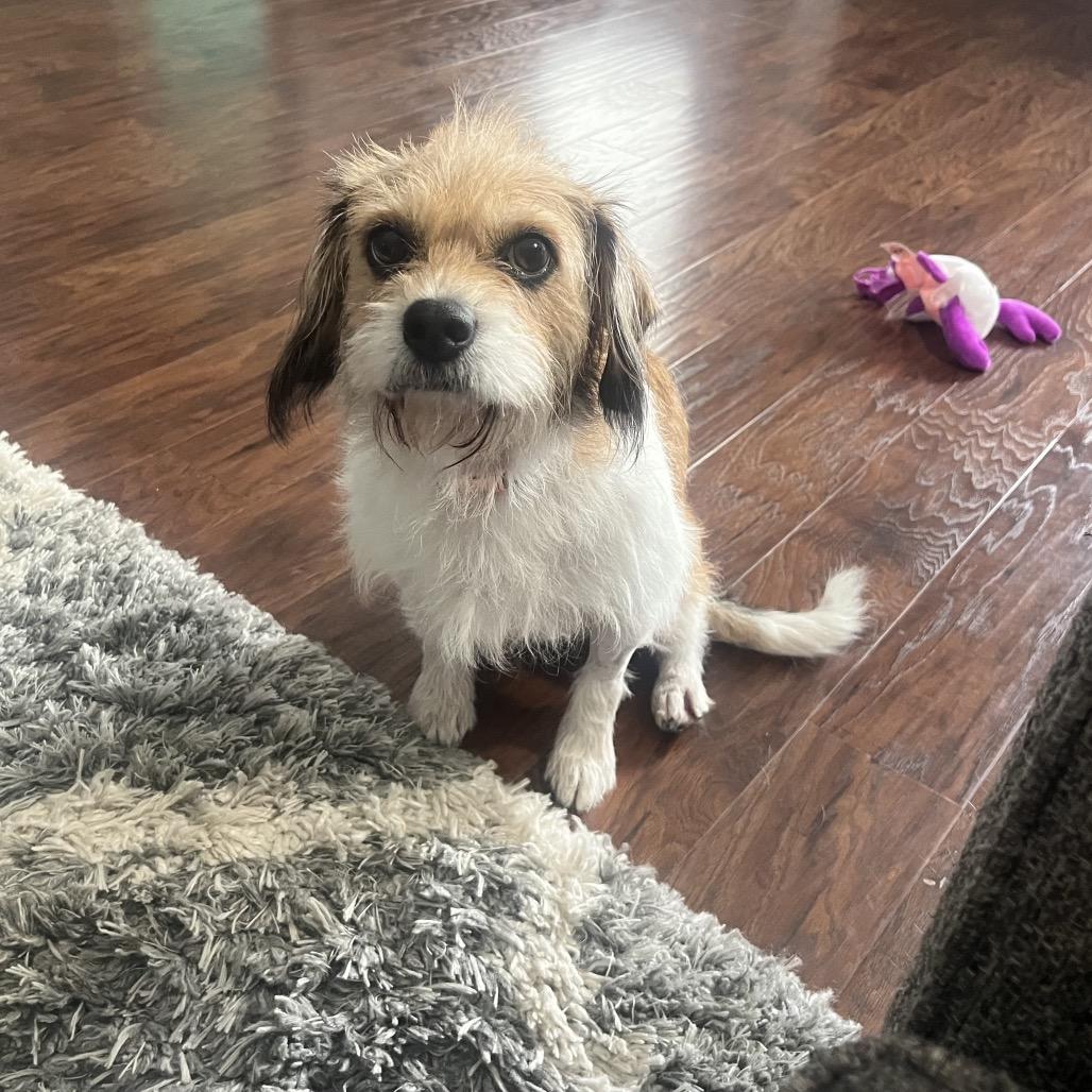 Coral (Wheelie), Adoptable, Adult Female Border Terrier & Mixed Breed.