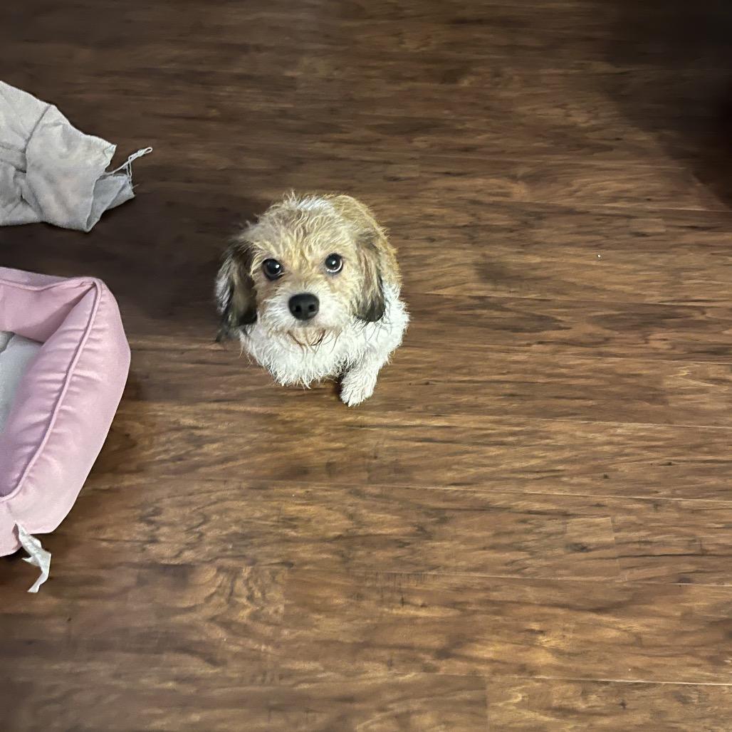 Enlarge Coral (Wheelie), a Adoptable mixed breed in Avon, OH image 2/6