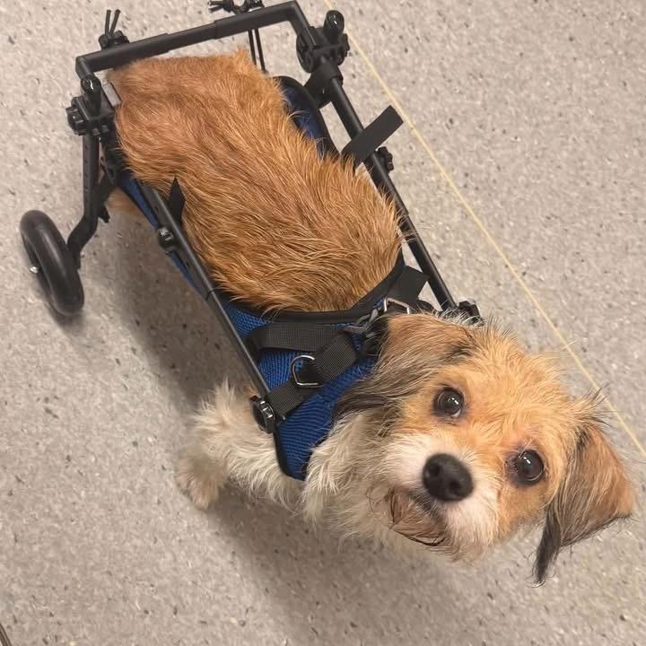 Enlarge Coral (Wheelie), a Adoptable mixed breed in Avon, OH image 4/6
