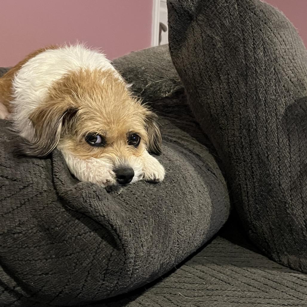 Enlarge Coral (Wheelie), a Adoptable mixed breed in Avon, OH image 5/6
