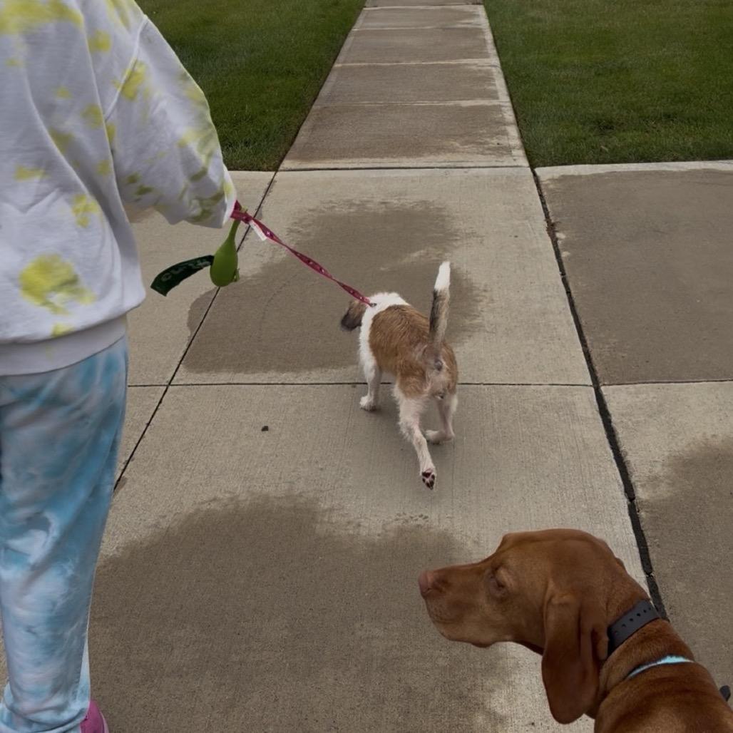 Enlarge Coral (Wheelie), a Adoptable mixed breed in Avon, OH image 6/6