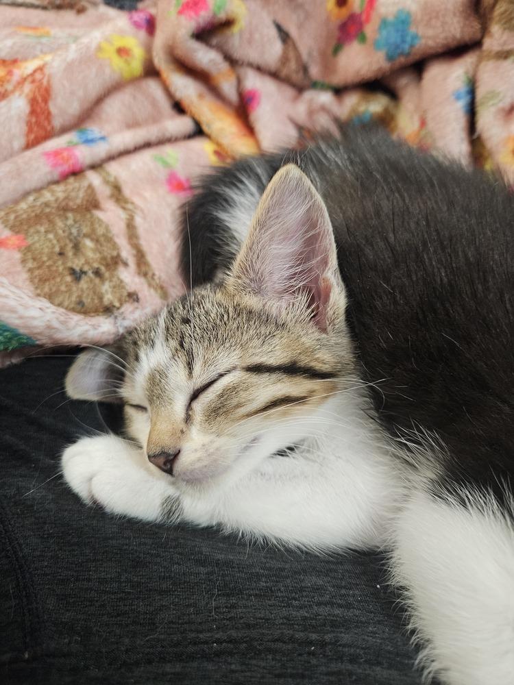 Rotini, Adoptable, Kitten Female Domestic Short Hair.