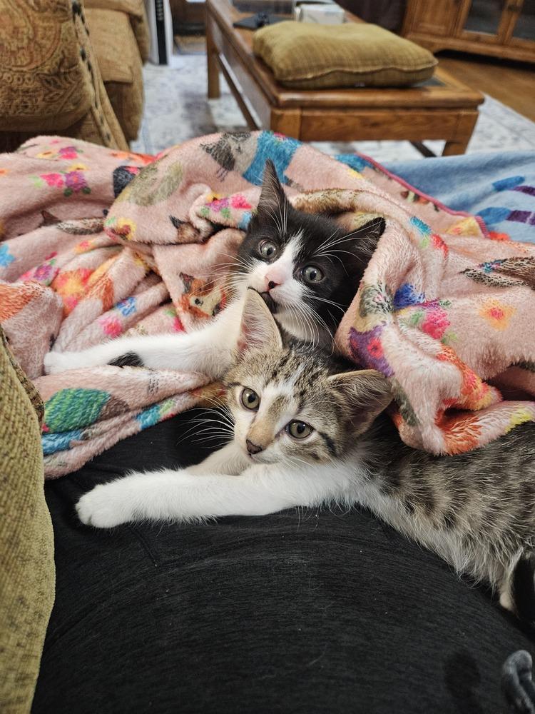 Enlarge Rotini, a Adoptable mixed breed in Bellevue, NE image 2/3