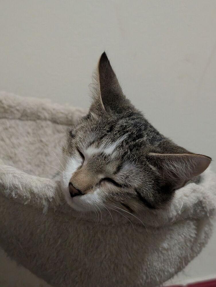 Enlarge Rotini, a Adoptable mixed breed in Bellevue, NE image 3/5