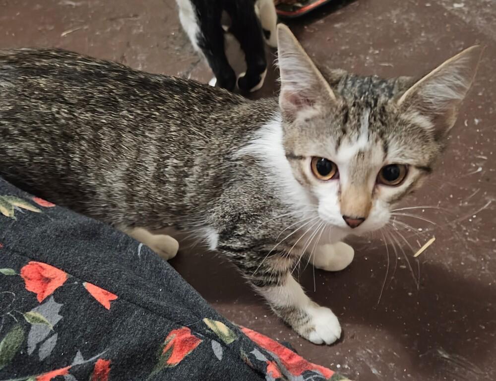 Enlarge Rotini, a Adoptable mixed breed in Bellevue, NE image 3/3