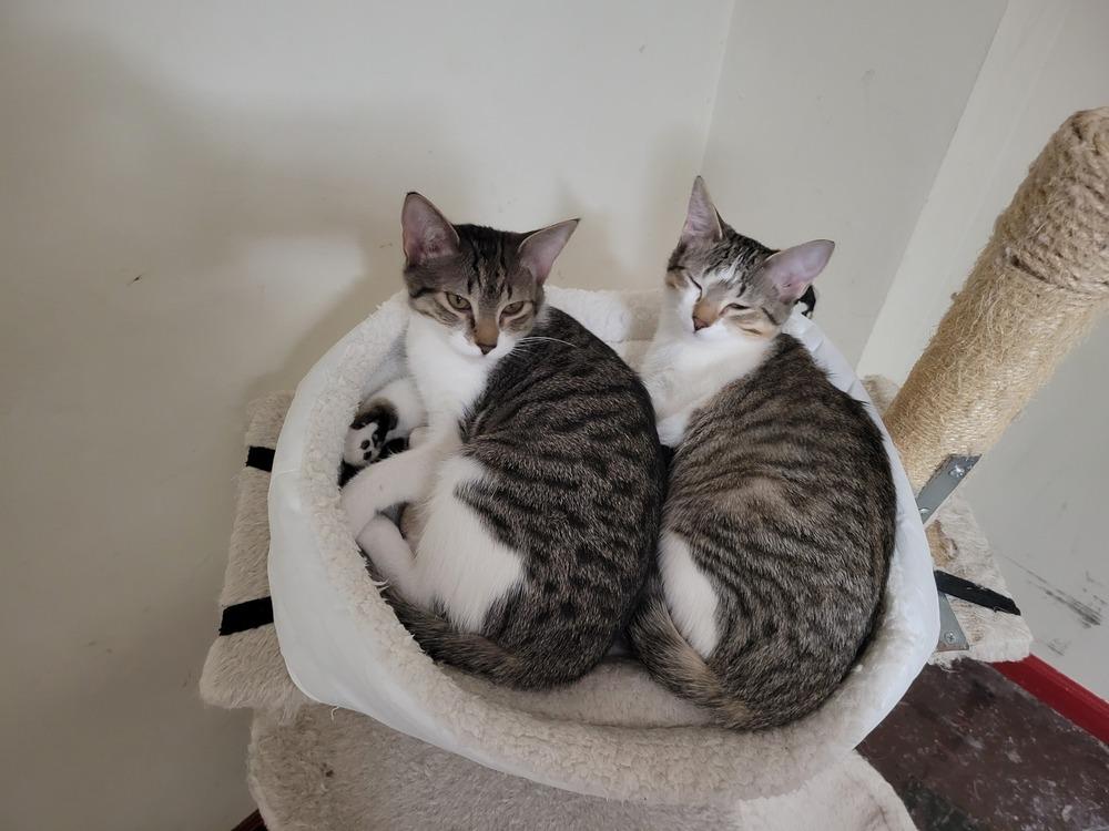 Enlarge Rotini, a Adoptable mixed breed in Bellevue, NE image 5/5