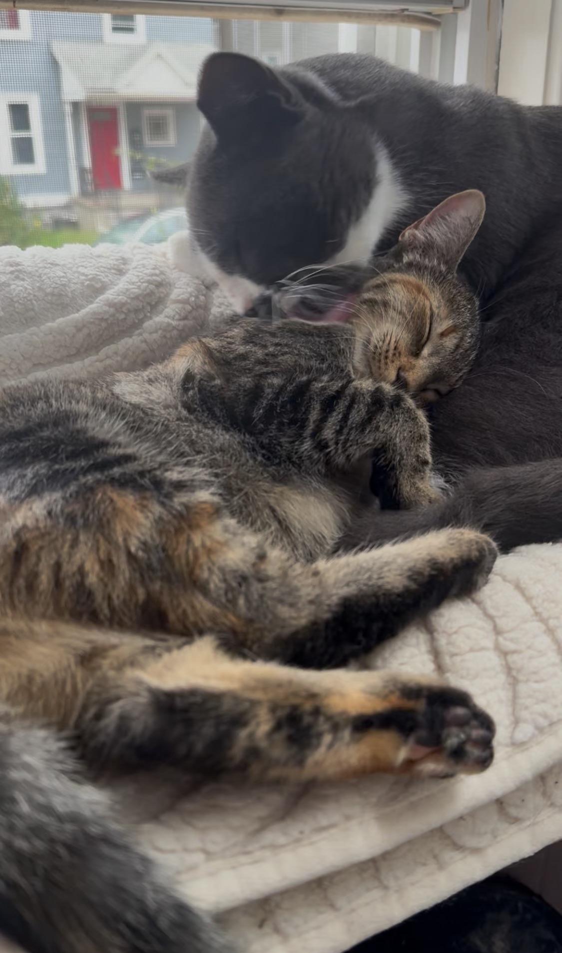 TT and Penny, a Adoptable Domestic Short Hair in Melrose, MA image 2/4