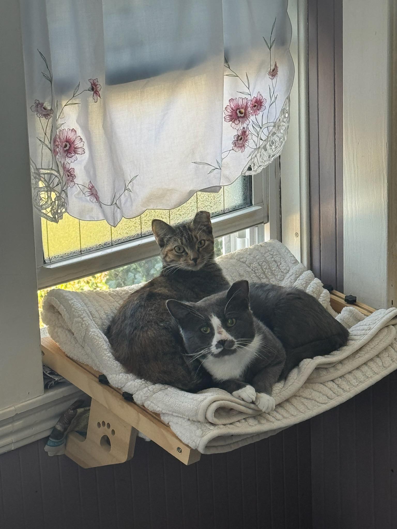 TT and Penny, a Adoptable Domestic Short Hair in Melrose, MA image 3/4